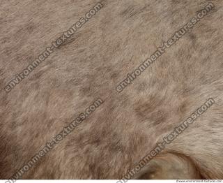 fur deer 0010